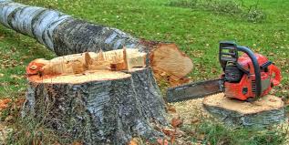 Trusted Brooklyn, NY Tree Care Experts