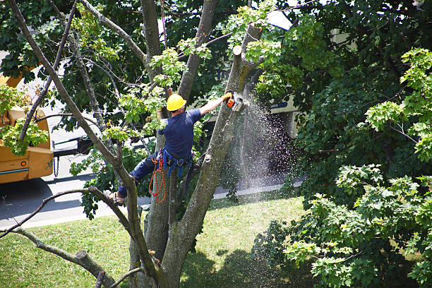 How Our Tree Care Process Works  in  Brooklyn, NY